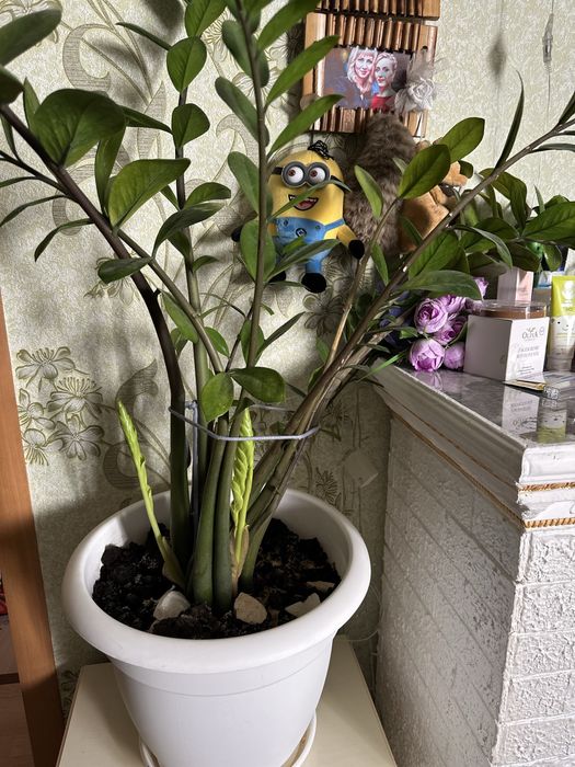 Комнатные цветы большие