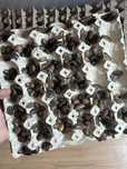 Gandaci dubia/ viermi mealworms/hrana reptile/ soparle/ insecte