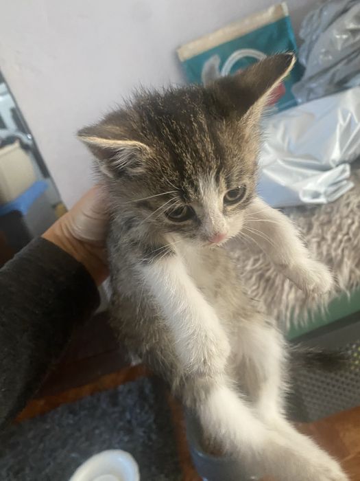 Pisicut spre adoptie