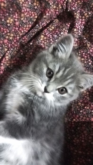 Paxmoq mushuk sotiladi