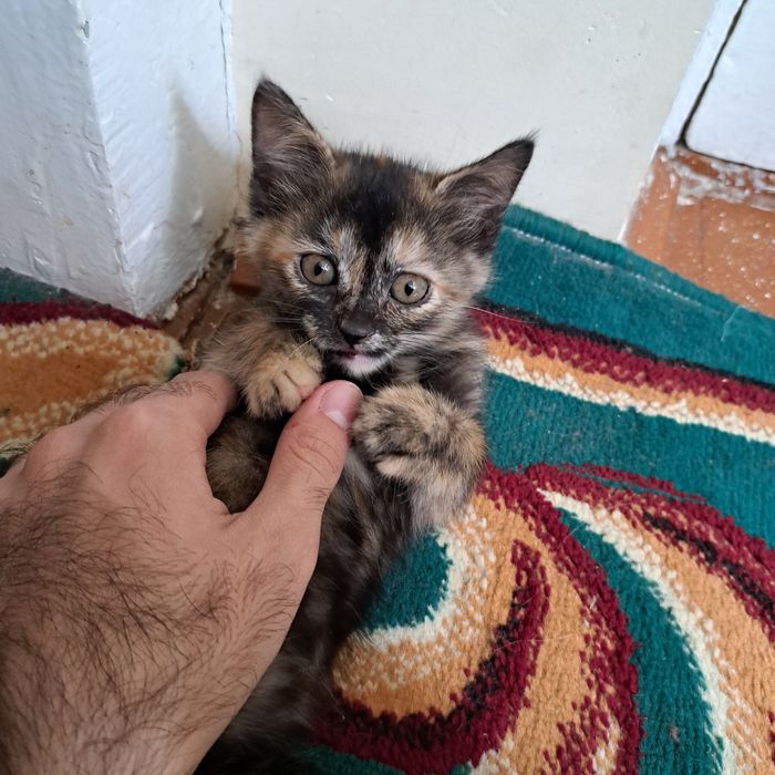 Котята от кошки страйт