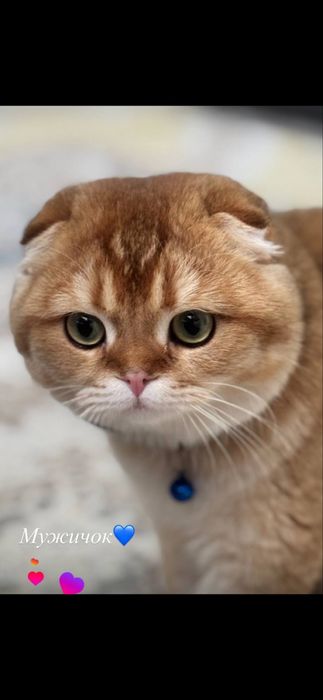 Продается скотишь Фолд