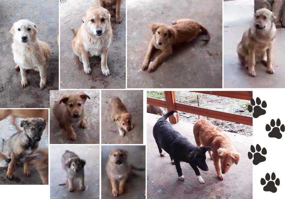 Căței de dat spre adopție - jucăuși și adorabili (Coteana, Olt)