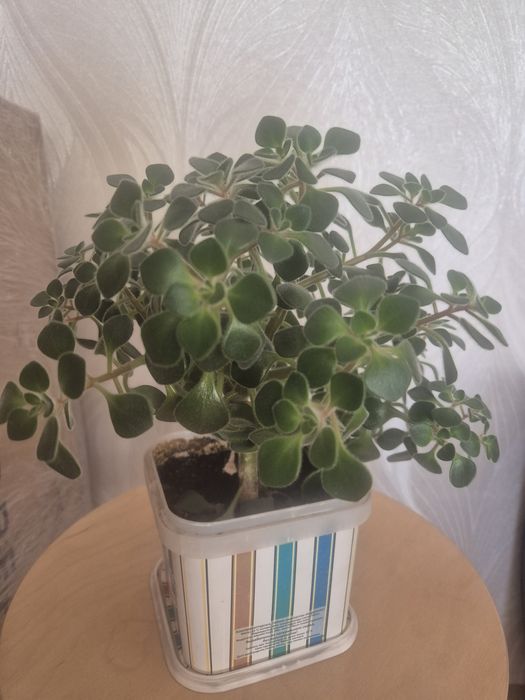 Аихризон цветок комнатное растение