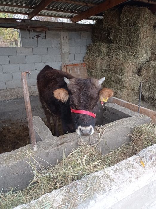 Бұқа сатамын 1 жас