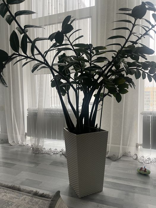 Продам комнатные цветы