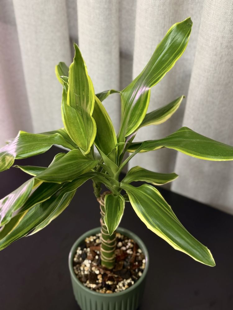 Dracaena "Golden Coast"
