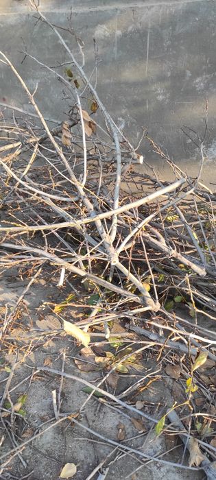 Ótin tekin daraxt ótini