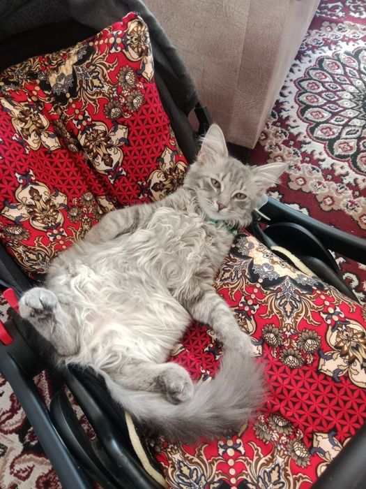 Мушук йуколган 6 ойлик