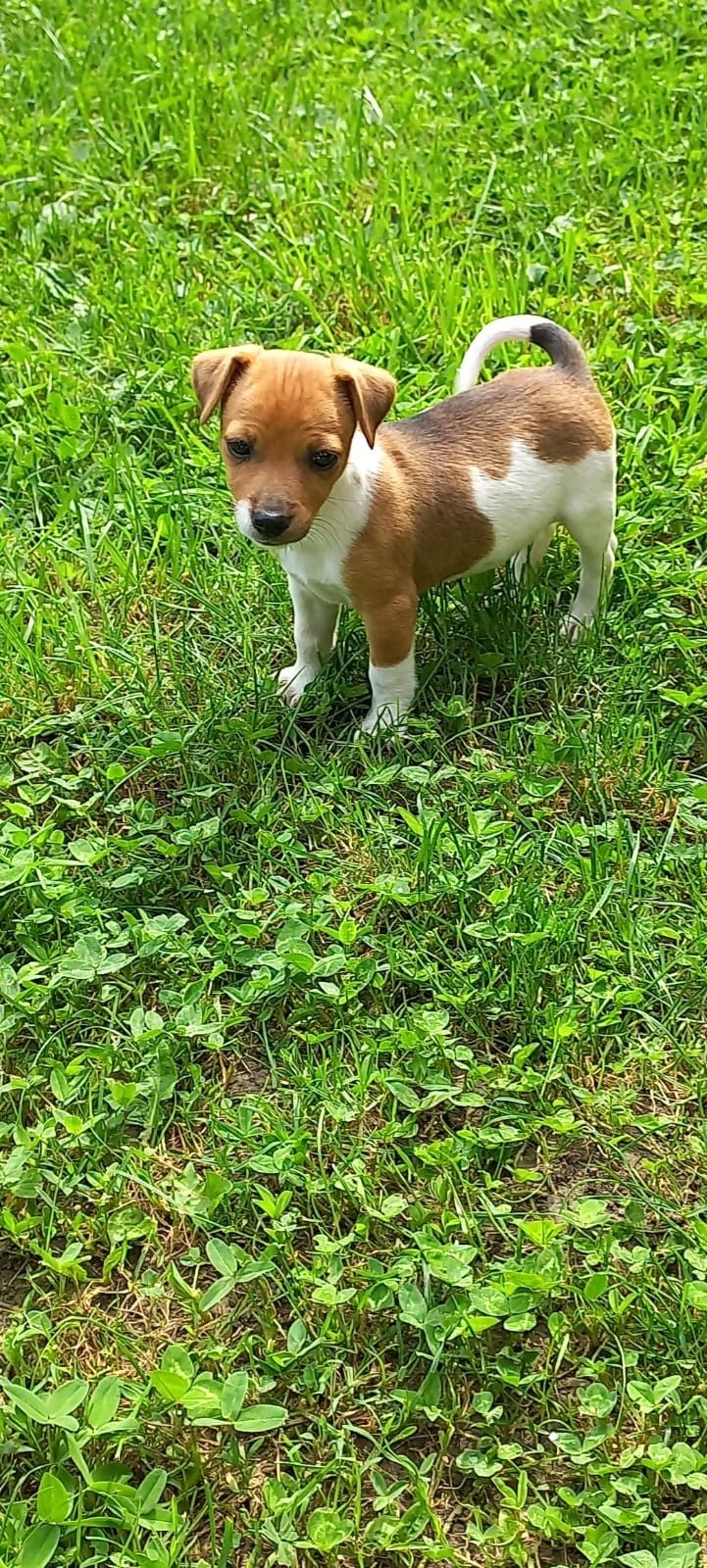 Jack russell/russel