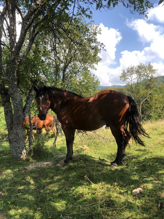 Cai de vânzare frumoși și puternici