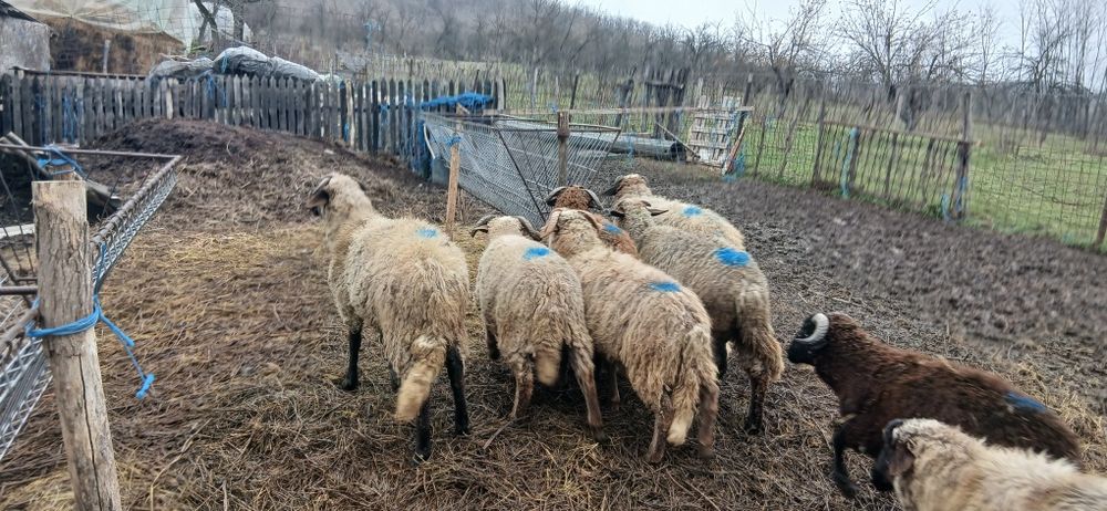 Vand berbecuti de prasila sau de tăiat.