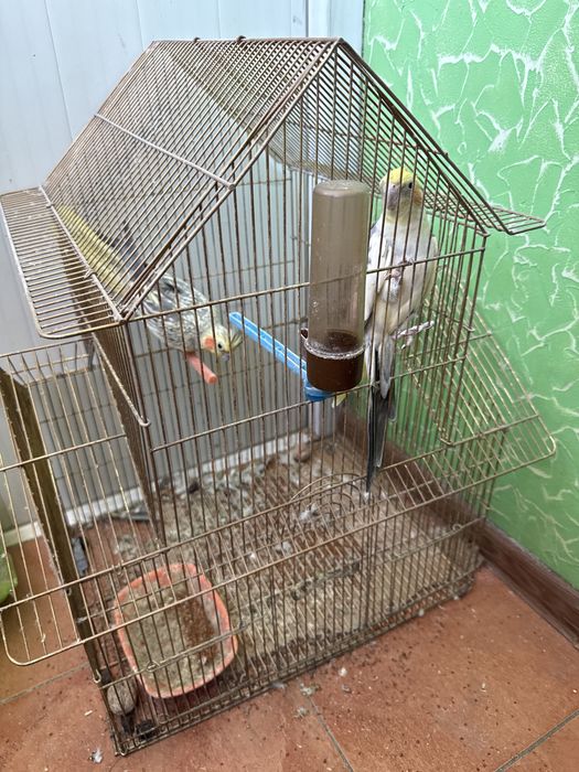 Попугай корелла