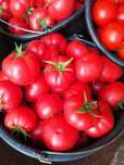 Vand rosii dulci si gustoase crescute ecologic din diverse soiuri