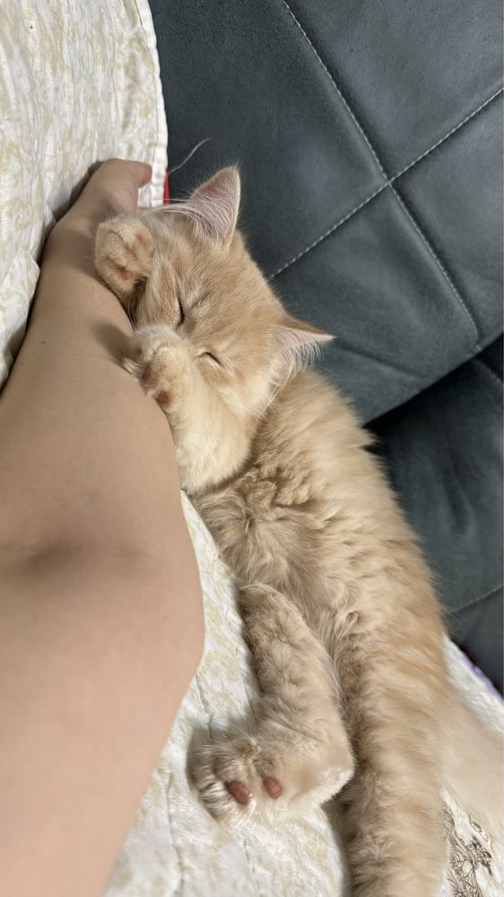 Котёнок персидские 6 месяцев