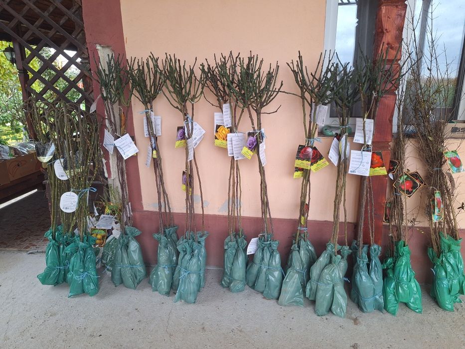 Pomi fructiferi diferite soiuri  plante ornamente  și  vită de vie