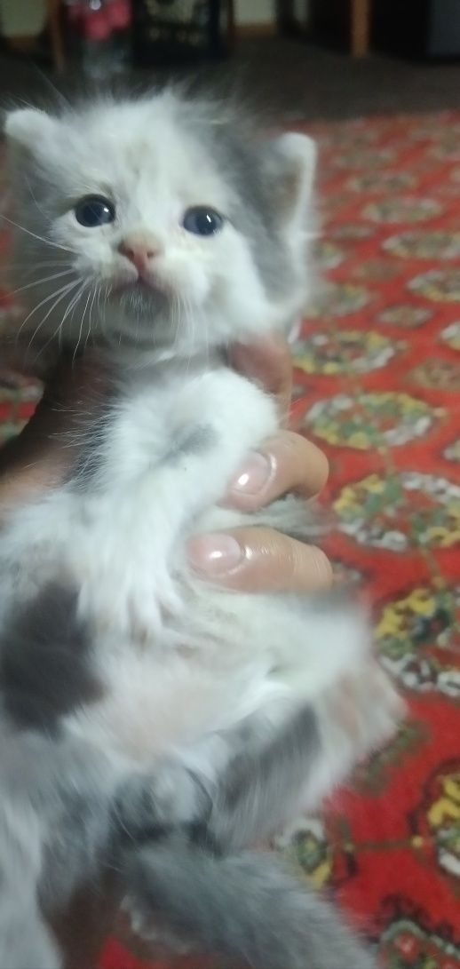 Котята отдам в хорошие руки, mushuk bolalari ishonchli qollarga berila