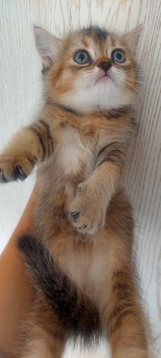 Золотая шиншила девочка