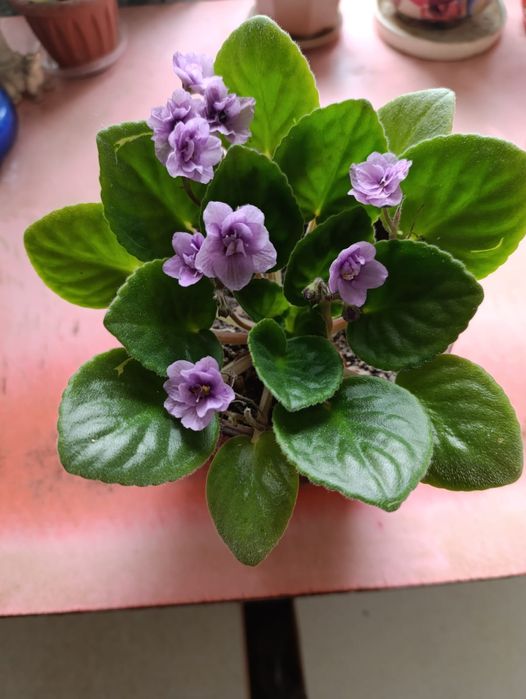 Продам фиалку недорого
