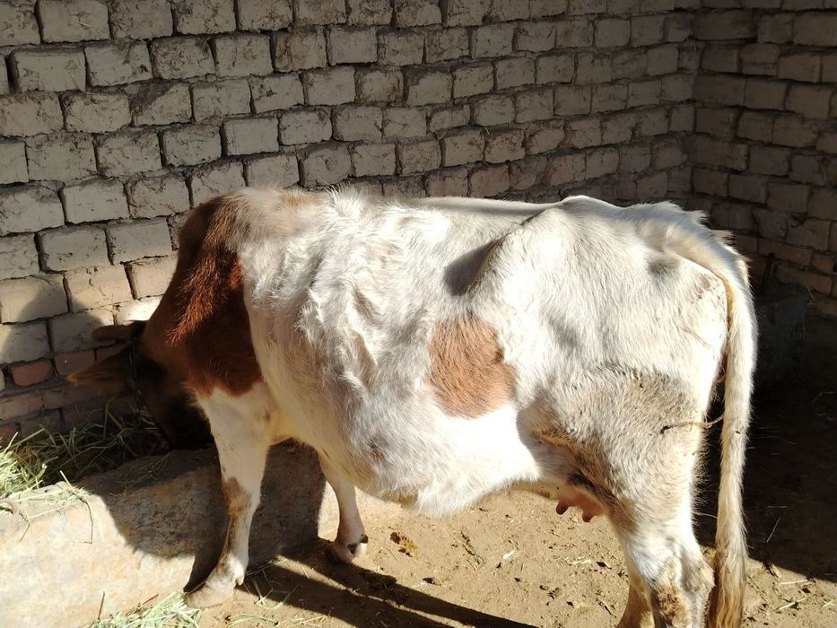 Sigir sotladi 10 kunda tugadi