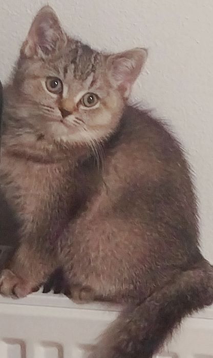 Pisici britisch shorthair