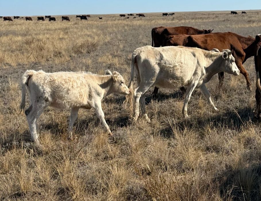 Сиыр баспак екеуи