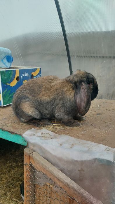 Кролики Французский баран