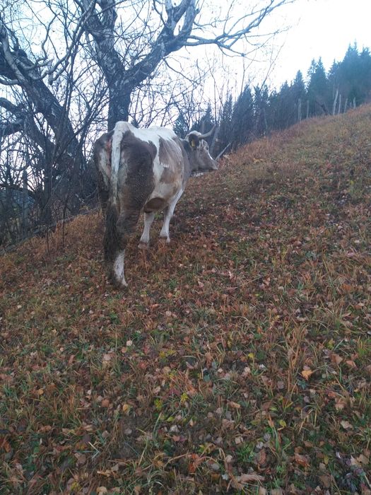 Vacă cu lapte de vânzare