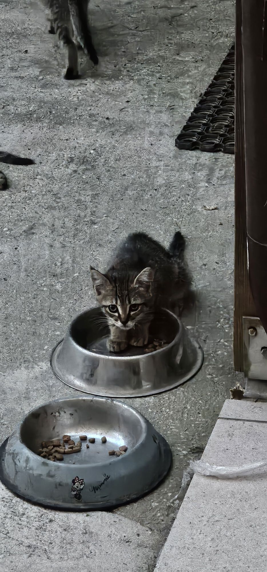 Pisicute 3 luni cauta stapani pe viata