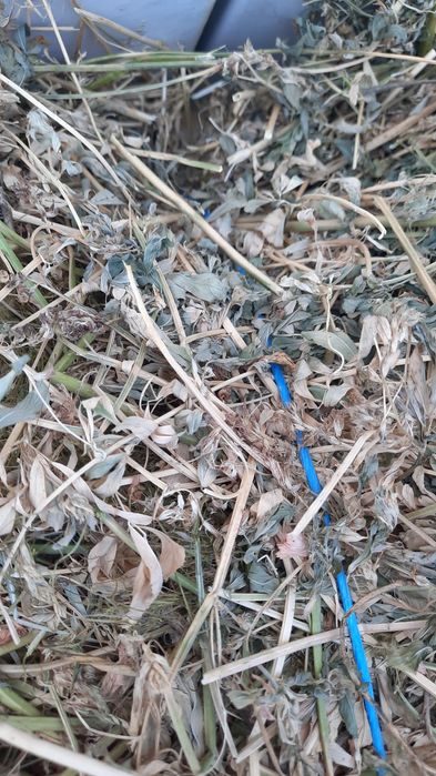 ‼️ Vand baloti de lucerna 2025, 40 lei balotul ‼️