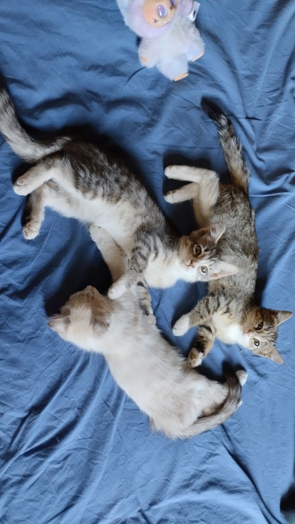 Котята серый полосатый