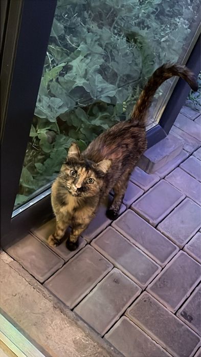 Красивая кошка ищет дом!