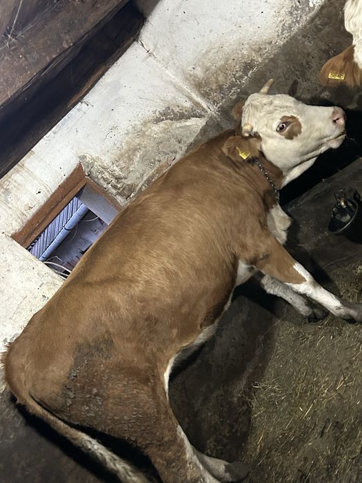 Vând junica de 1 an jumate balțata