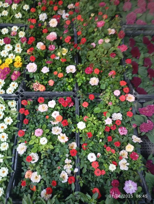 Buketniy xirzantema, globus xirzantema goland karlikviy atirgullar bor