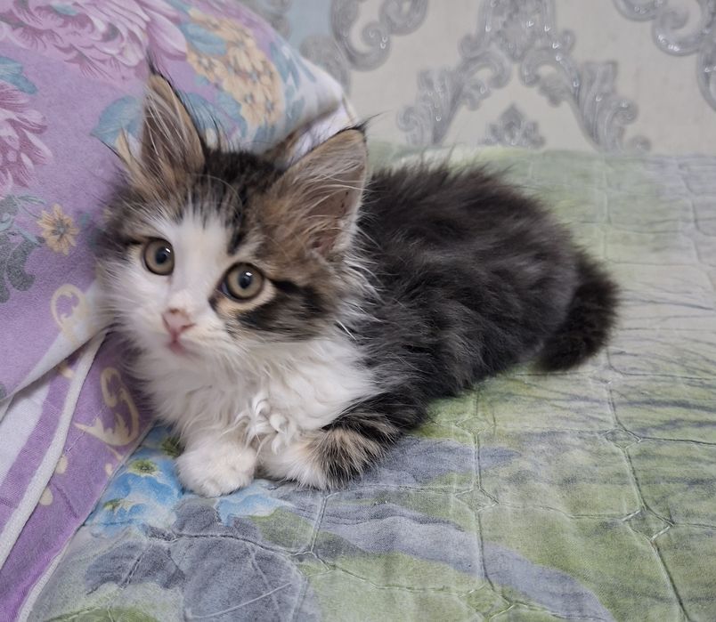 Котёнок хорошие руки