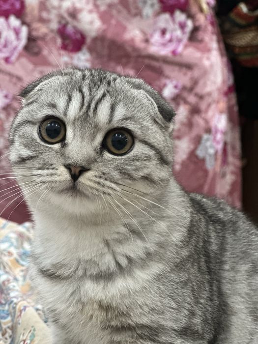 Шиншилла мушукча сотилади