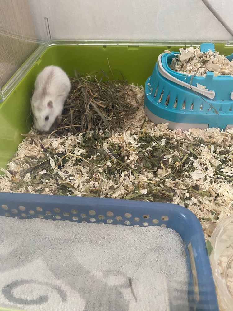 Cusca hamster  rozatoare