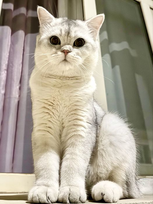 Ищем даму этому очаровательному котику
