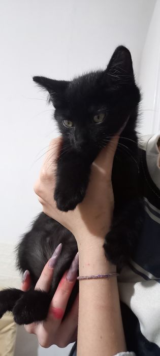 Отдам котенка в добрые руки