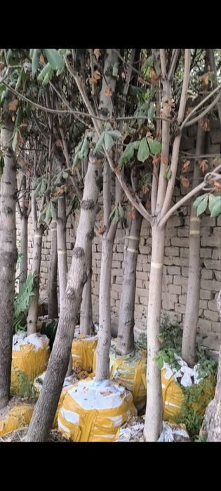 Kashtan va boshqa kochatlar optom narxlarda sotiladi