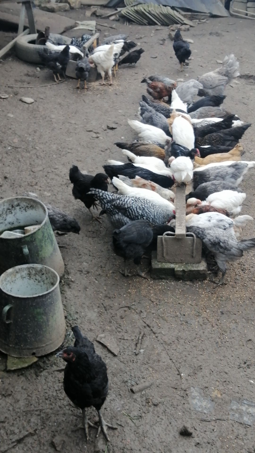 Pui de gaina de vânzare