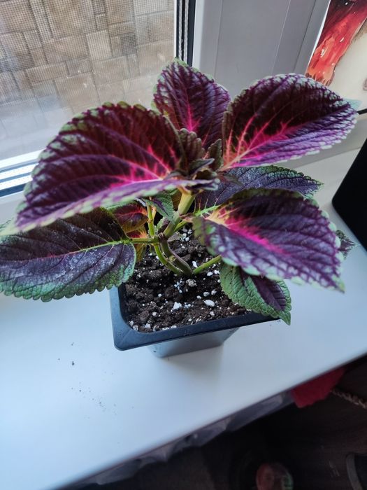 Продам цветы колеусы