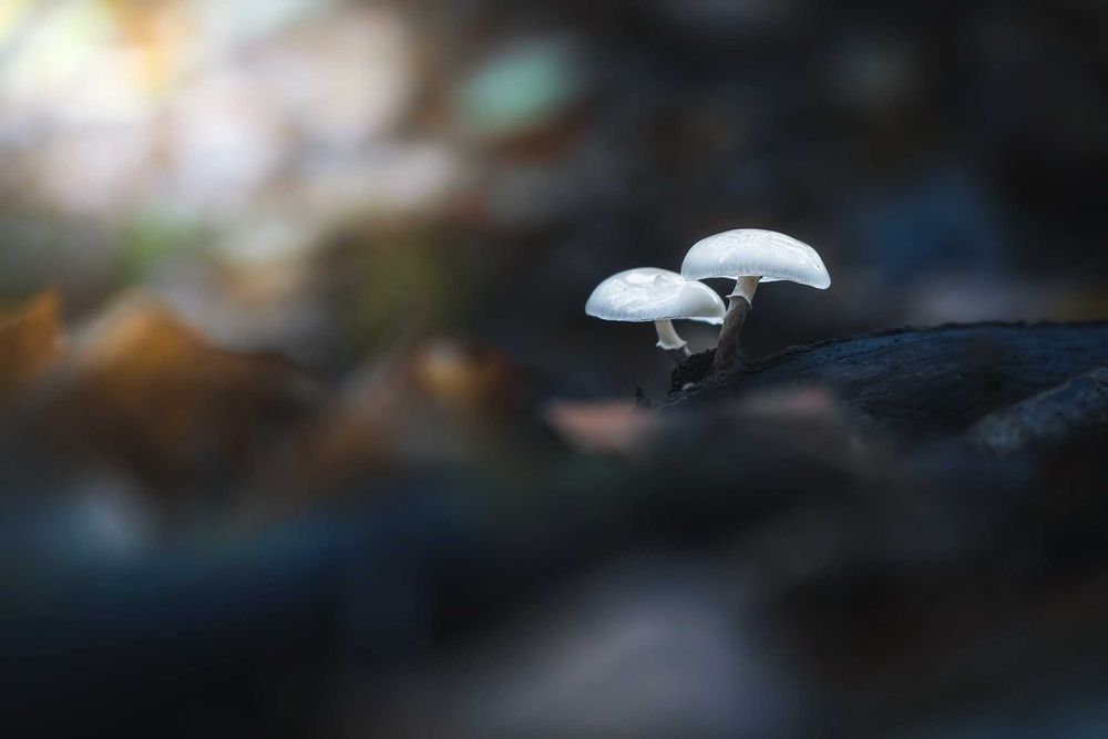 Obiectiv foto Sony FE 24-105mm f/4 G OSS