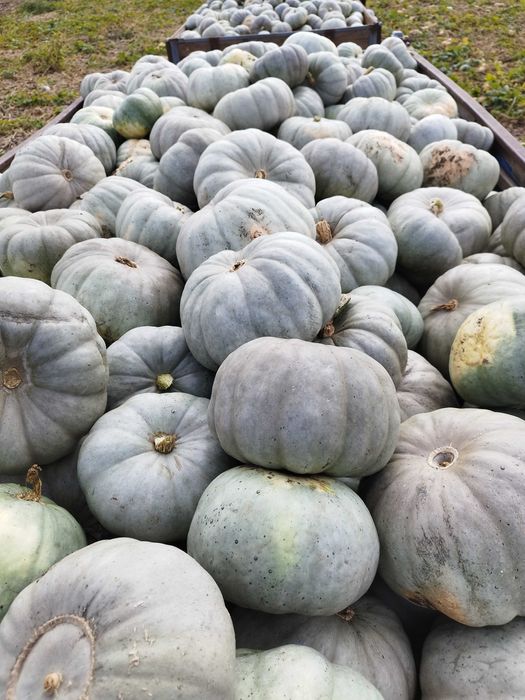 Dovleci plăcintari de vânzare