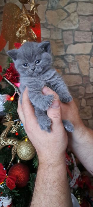 British short hair blue