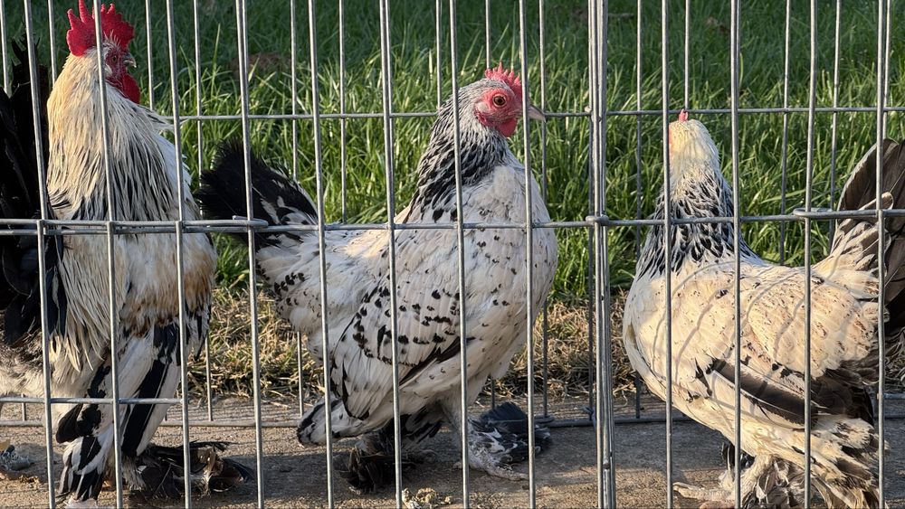 Pasari rasa pitica mii de flori tineret 2025 si pasari mature