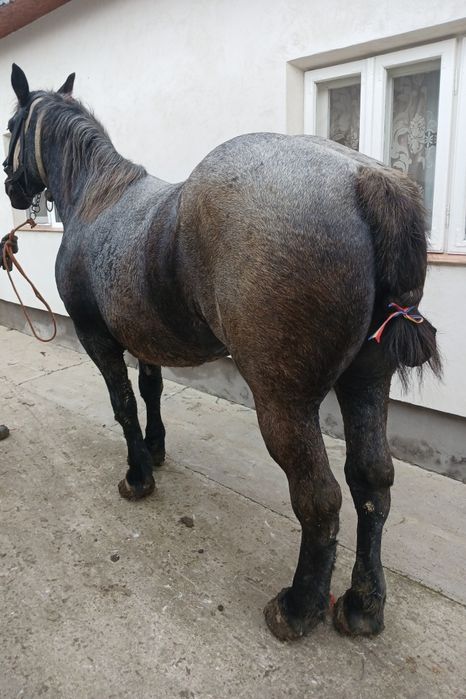 De vânzare iapă de 3 ani