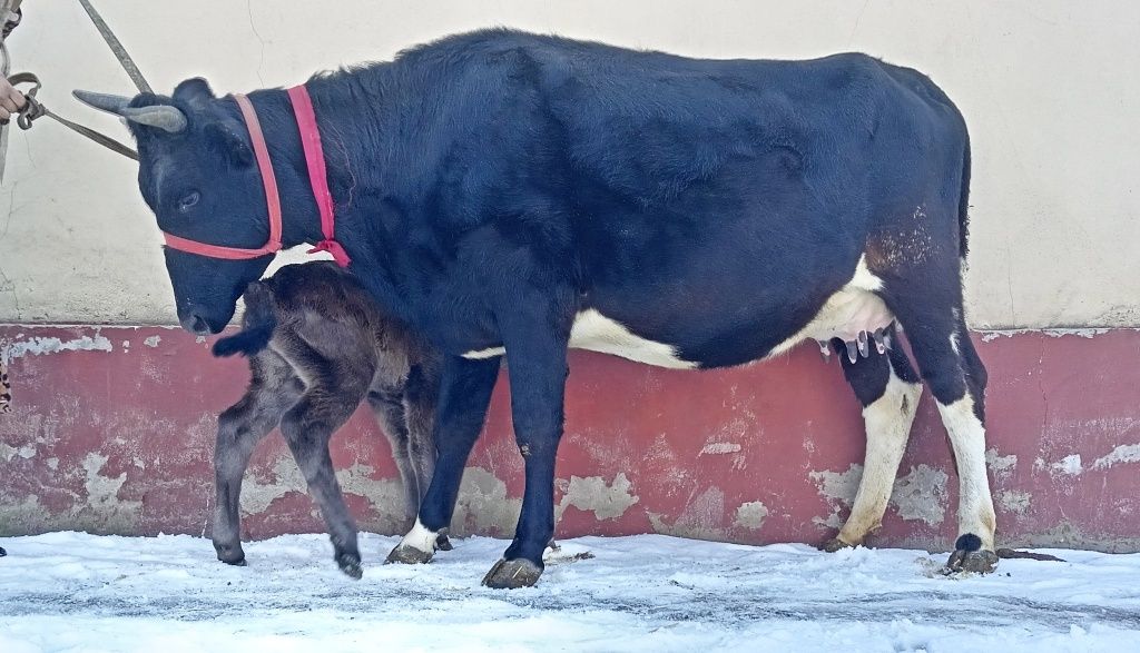 Ona bola sigir sotiladi