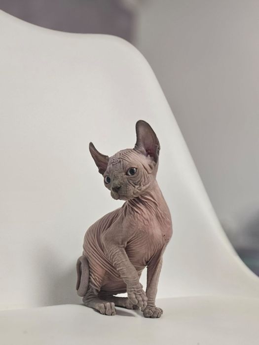 Fetita sphynx/sfinx/elf superba