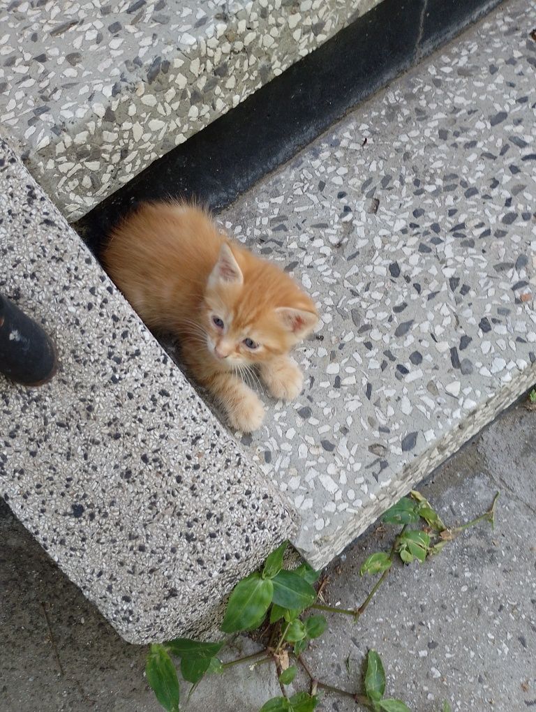 Подарявам котенца